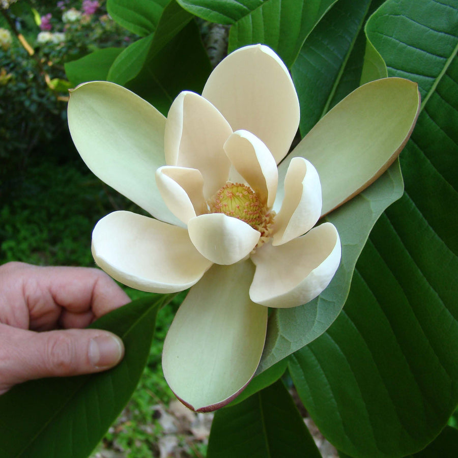 Magnolia Extract — Magnolia officinalis