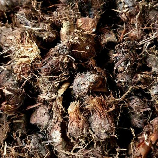 Piri Piri — Cyperus articulatus