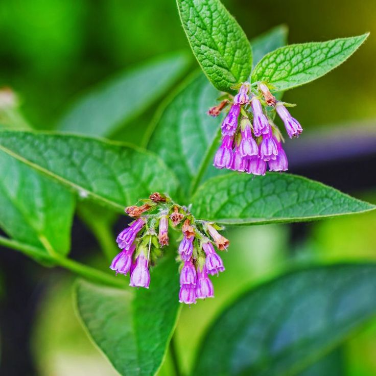 Allantoin — INCI : Allantoin