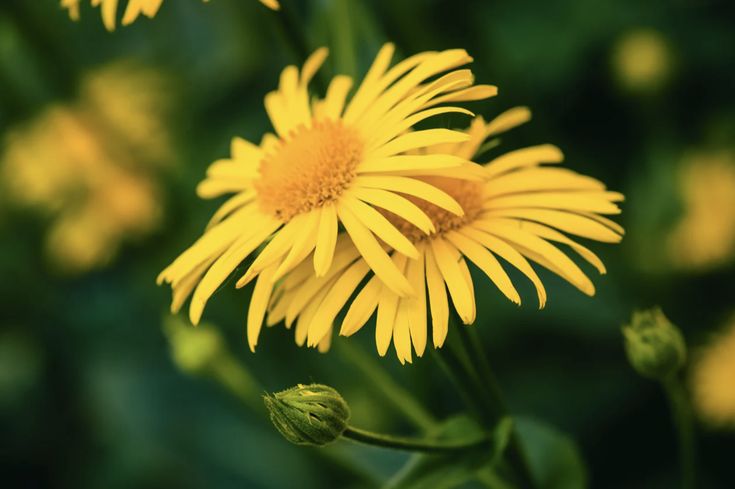 Arnica — Arnica montana