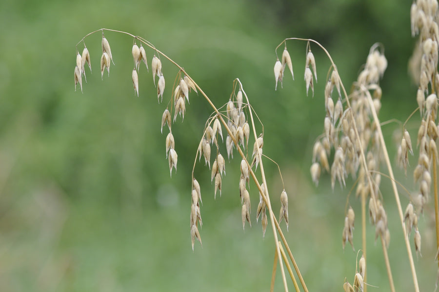 Oat Oil — Avena sativa