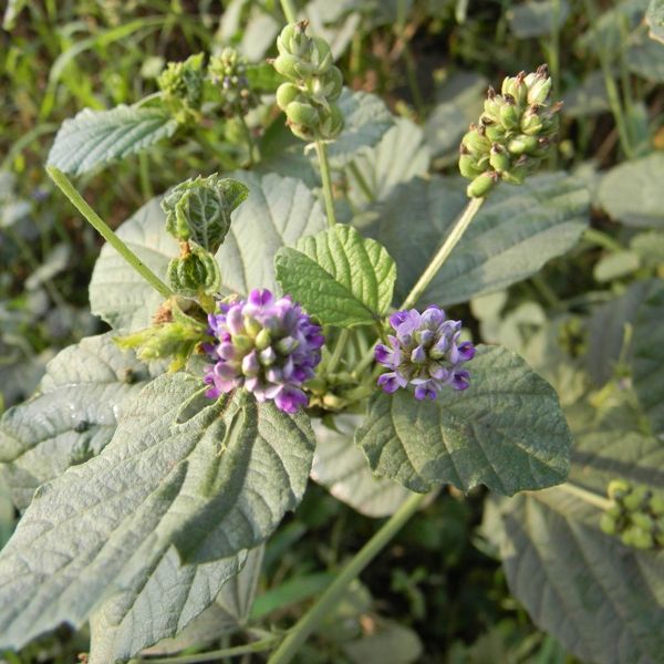Bakuchiol — Bakuchiol