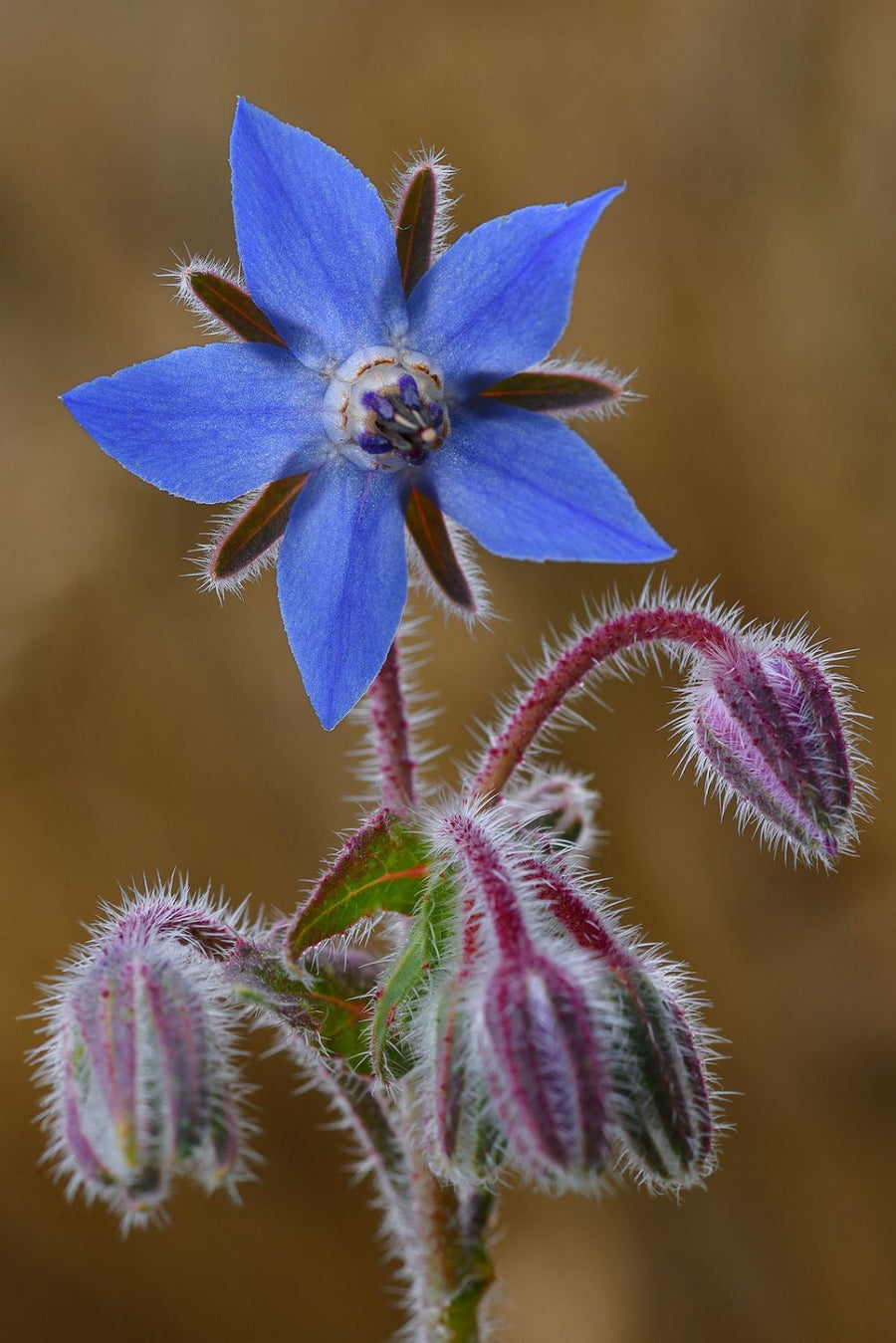 Borage Oil — Borago officinalis