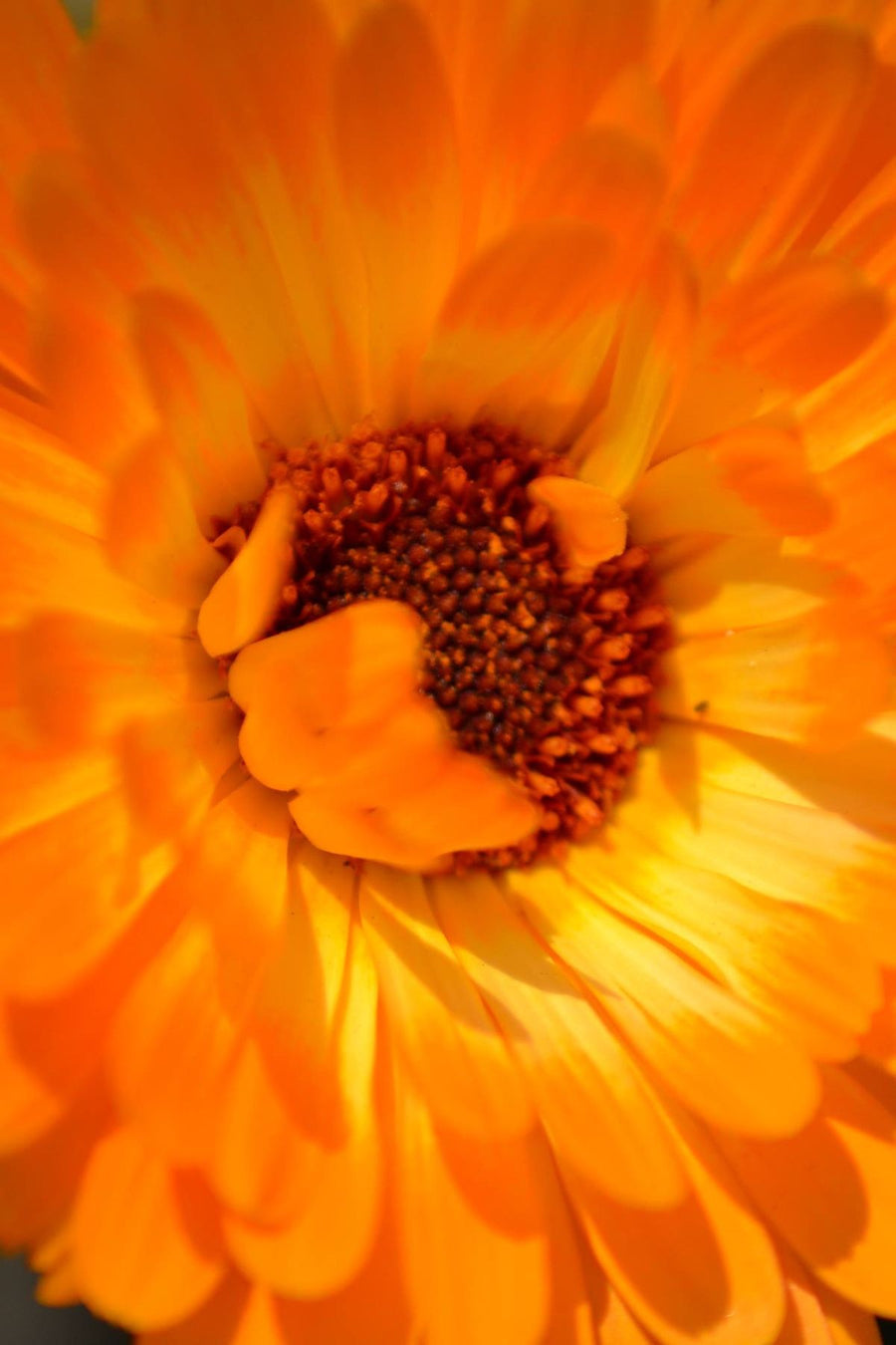 Calendula — Calendula officinalis