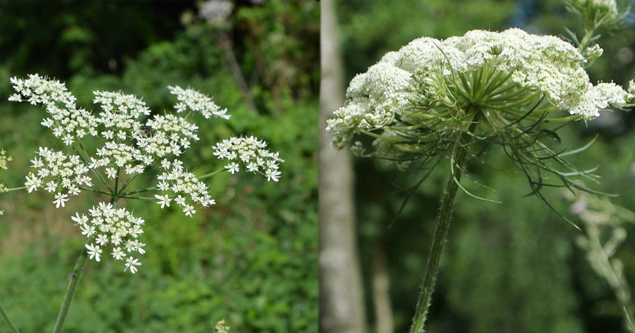 Carrot Oil — Daucus carota (macérat)