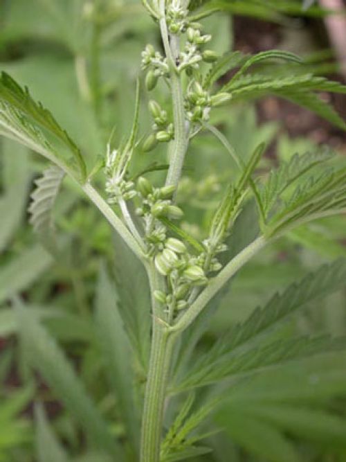 Hemp Oil — Cannabis sativa (graine)