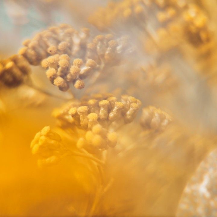 Immortelle — Helichrysum italicum