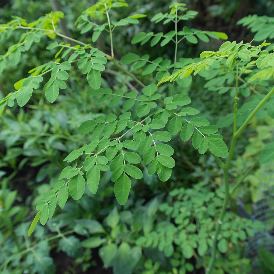 Moringa Oil — Moringa oleifera