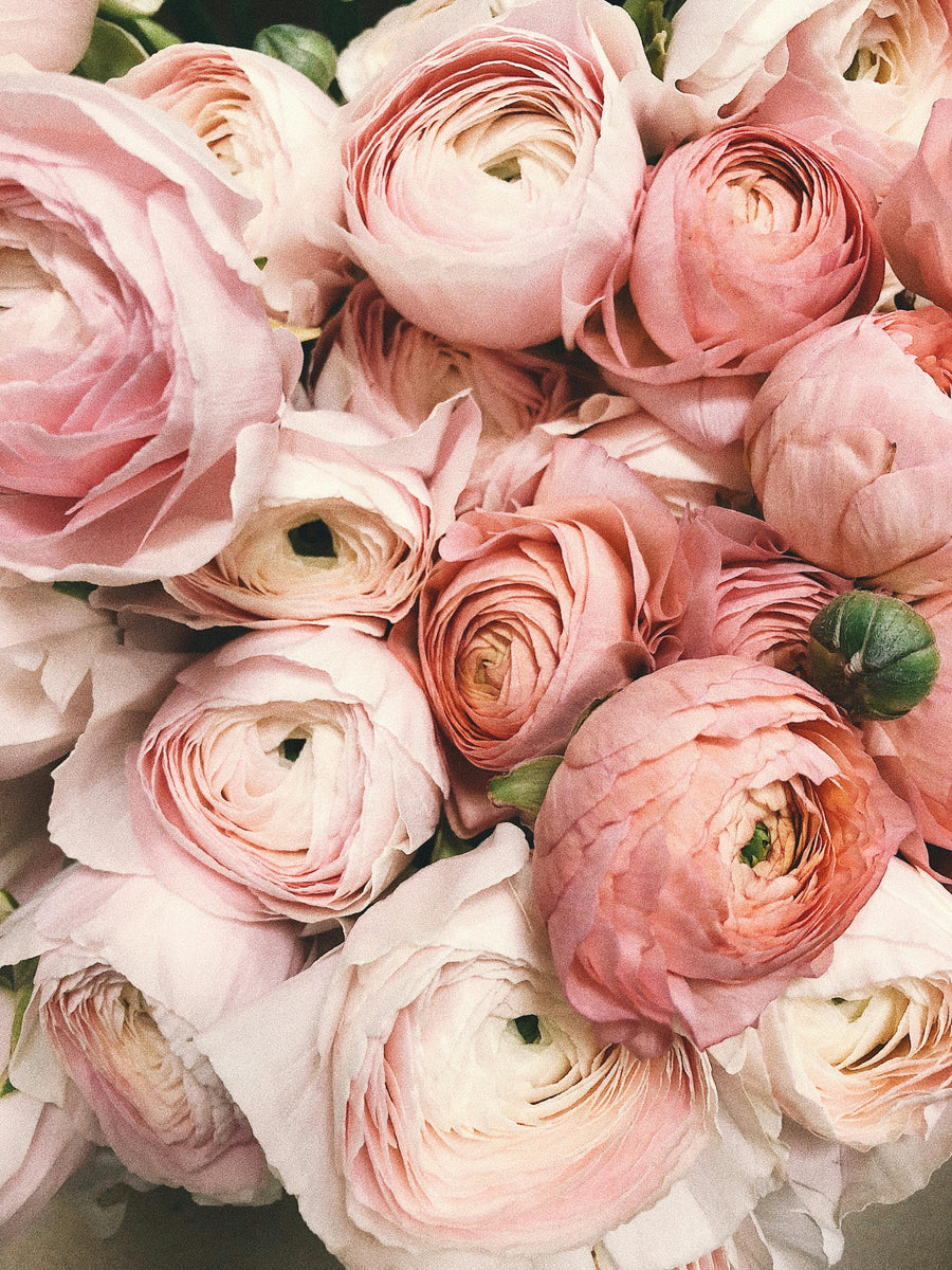 Rose — Rosa damascena