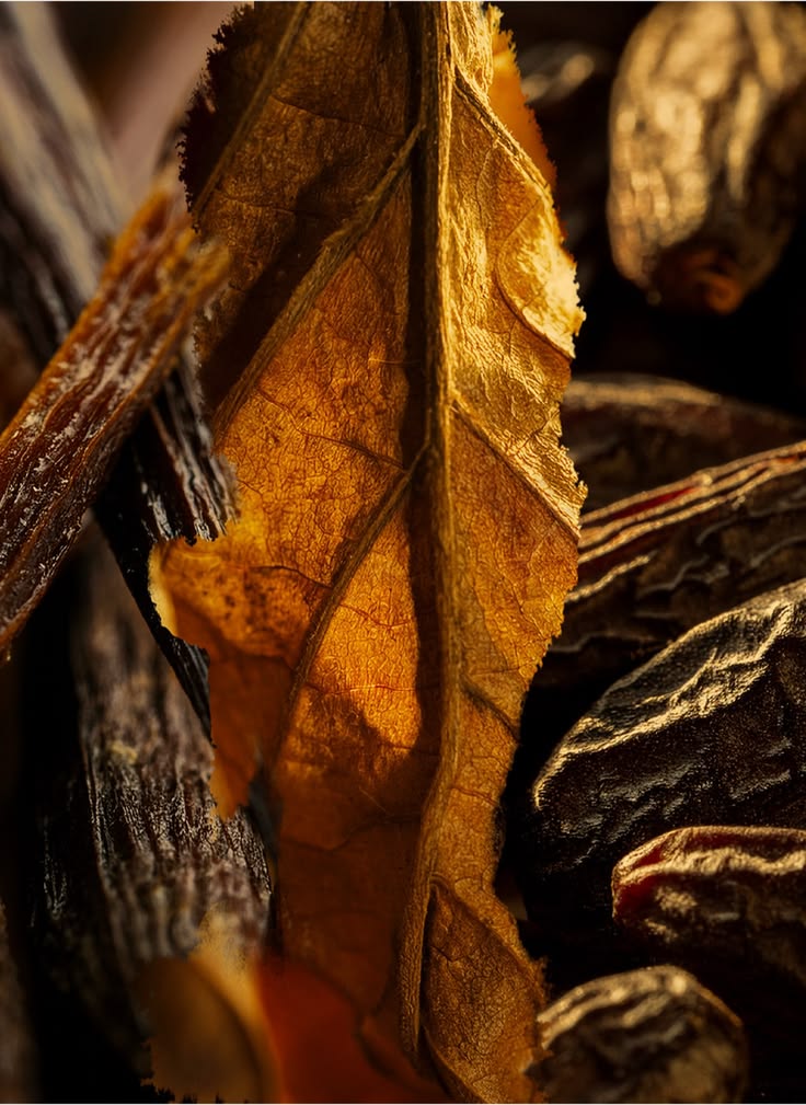 Tobacco Absolute — Nicotiana tabacum (absolu)