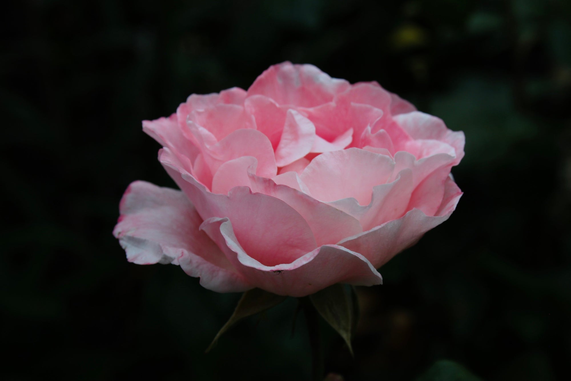 La rose de Damas, cette beauté éternelle