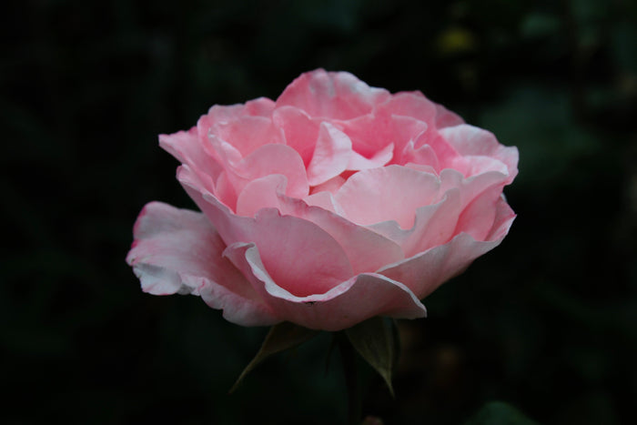 La rose de Damas, cette beauté éternelle