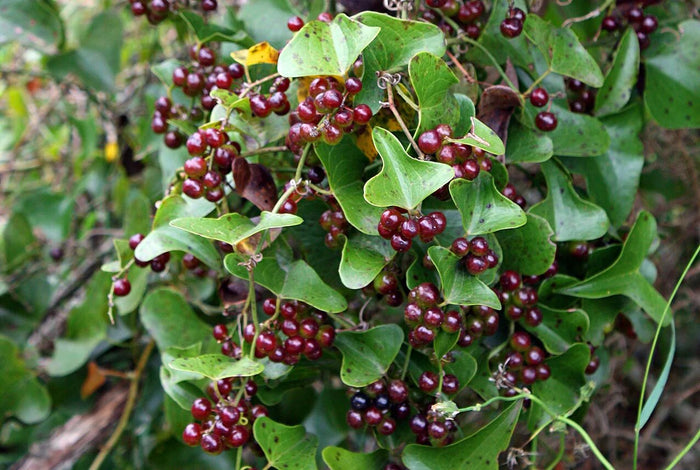 Salsepareille (Smilax), la liane qui purifie depuis les racines de l'Amazonie