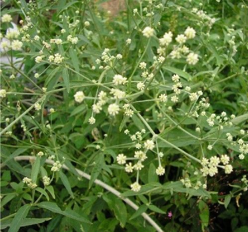Suma (Pfaffia paniculata), la racine adaptogène que l'Amazonie appelle « pour toutes choses »