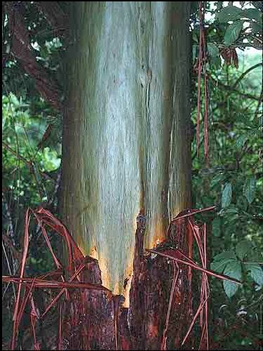 Capirona — Calycophyllum spruceanum