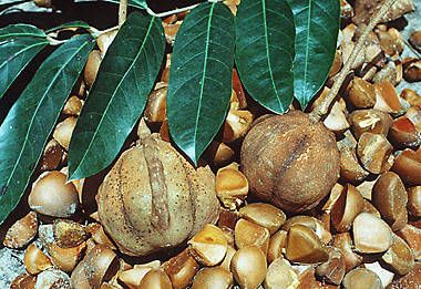 Andiroba — Carapa guianensis