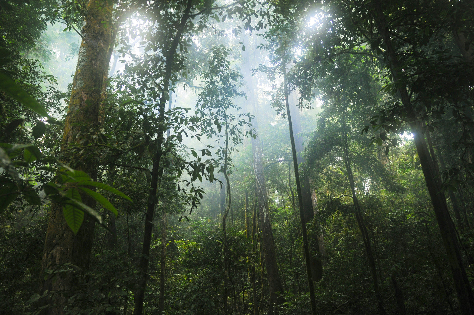 The Amazon rainforest — source of Jaina Paris ingredients