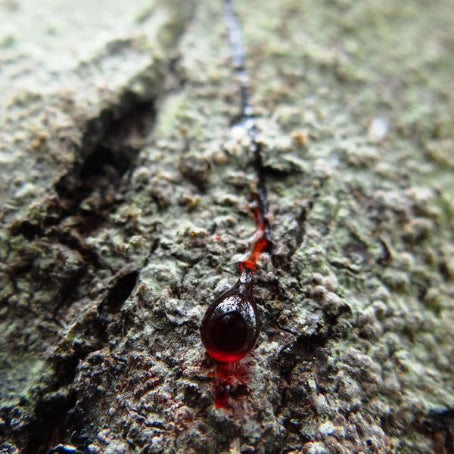 Dragon's Blood — Croton lechleri