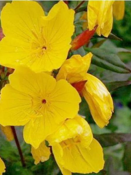 Evening Primrose Oil — Oenothera biennis