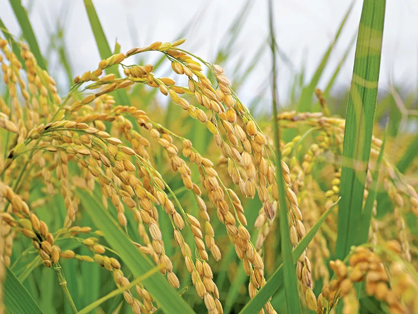 Rice Bran Wax — INCI : Oryza Sativa (Rice) Bran Cera