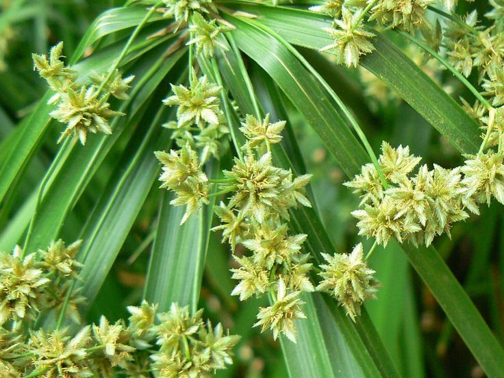 Tigernut Oil — Cyperus esculentus