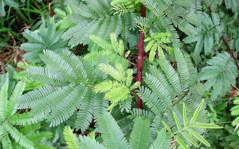 Tepezcohuite — Mimosa tenuiflora